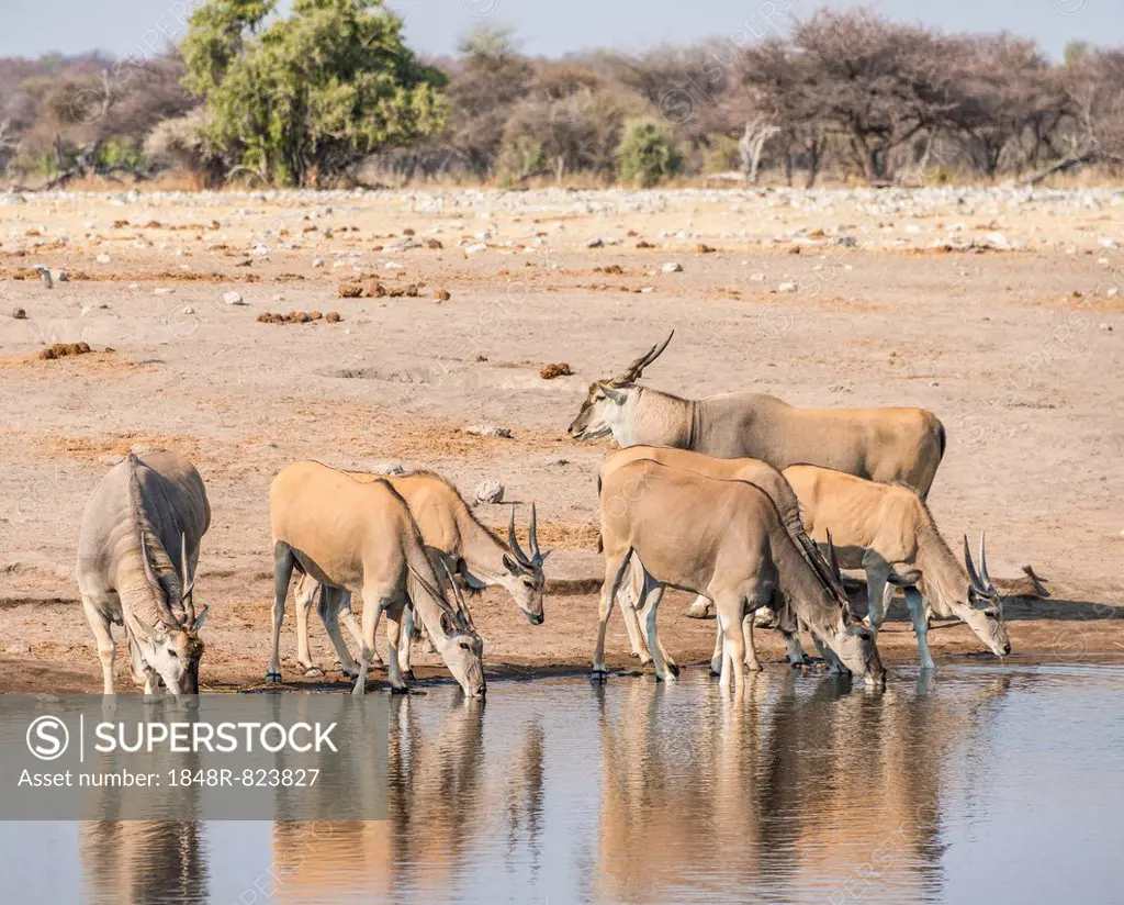 Herd of Elands (Taurotragus oryx) drinking, Chudop water hole, Etosha National Park, Namibia
