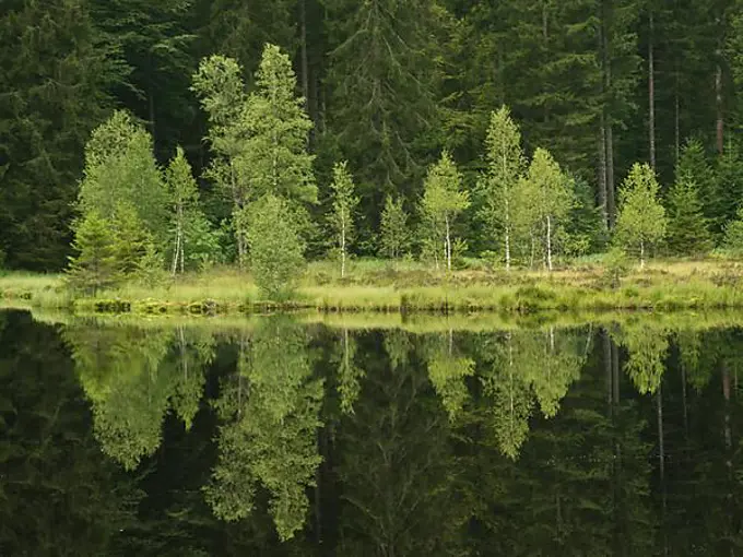 Buhlbachsee near Zuflucht, Buhlbach near Baiersbronn, near Kniebis, Black Forest High Road, Black Forest, Baden-Wuerttemberg, Germany, Europe