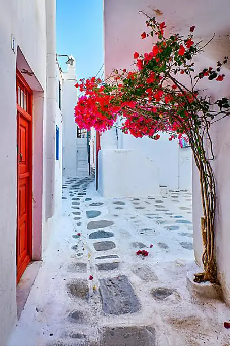 Traditional narrow streets, beautiful alleyways of Greek island towns. Whitewashed walls, colorful doors, cobblestone paved street, bright pink bougainvillea. Romantic vacation, dream weekend. Summer morning sunshine. Mykonos, Greece, Europe