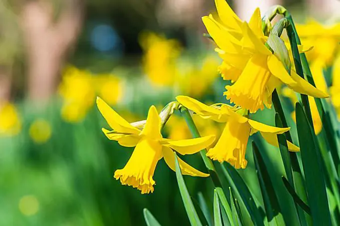 Daffodil (Narcissus), winter and spring yellow flowewrs