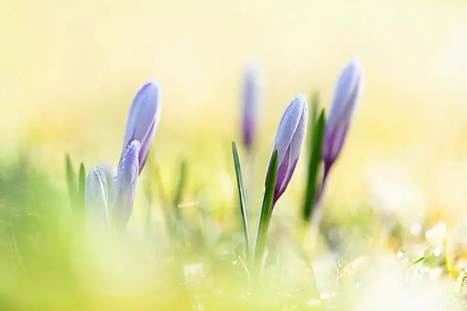 Spring crocus (Crocus vernus) with morning dew, first rays of sunlight, macro with bokeh, Tamsweg, Lungau, Salzburg