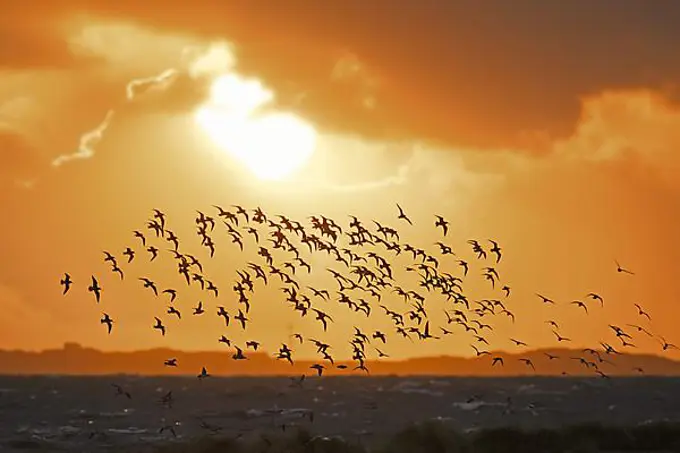 Huge flock of bar-tailed godwits (Limosa lapponica) and red knots in flight, silhouetted against orange sunset sky along the North Sea coast in spring