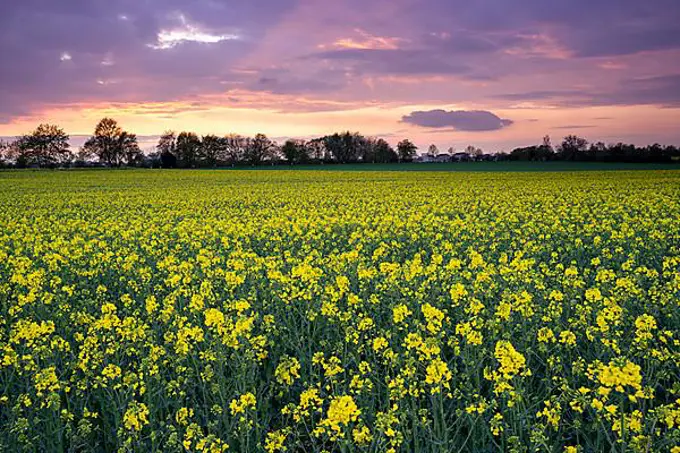 A yellow flowering rape field in spring at sunset with coloured clouds in the sky, Rhein-Neckar-Kreis, Baden-Wuerttemberg, Germany, Europe