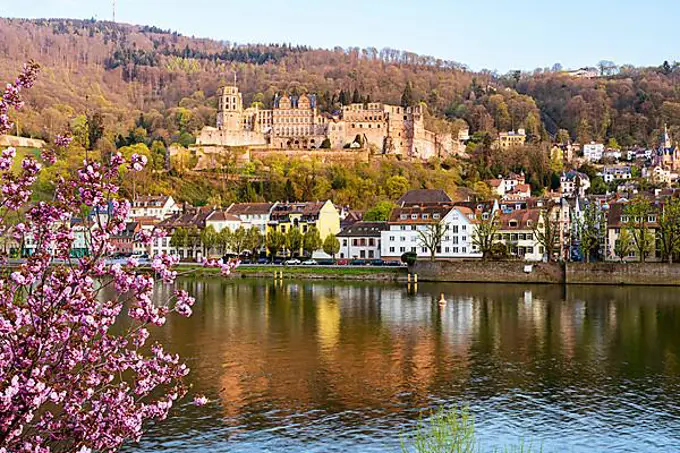 Heidelberg, the castle and the river Neckar on a sunny day in spring, a pink flowering tree in the foreground, Rhein-Neckar-Kreis, Baden-Wuerttemberg, Germany, Europe