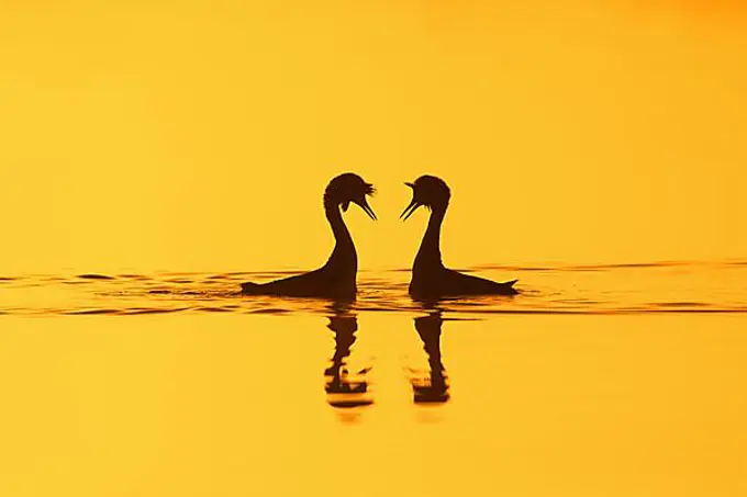 Great crested grebe (Podiceps cristatus) pair in breeding plumage displaying during mating ritual in lake, pond silhouetted against sunrise in spring