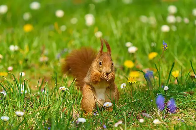 Eurasian red squirrel (Sciurus vulgaris), sitting in meadow with daisies in park, spring, Germany, Europe