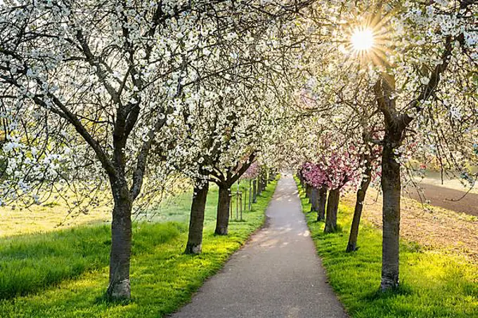 A beautiful alley with blooming pink and white cherry trees in spring in the morning sun with a sunstar, a bench on the left side, Rhine-Neckar-region, Baden-Wuerttemberg, Germany, Europe