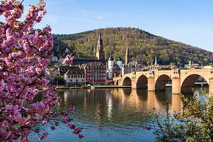Heidelberg with the Old Bridge (Karl-Theodor-Bruecke), the Church of the Holy Spirit (Heiliggeistkirche), river Neckar and the Bridge Gate the morning sun in spring. A blooming almond tree on the left side