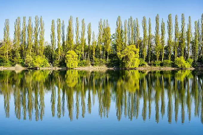 Cottonwood and willow trees in spring at a lake with a reflection, with blue sky and sunny weather, Rhine-Neckar-region, Baden-Wuerttemberg, Germany, Europe