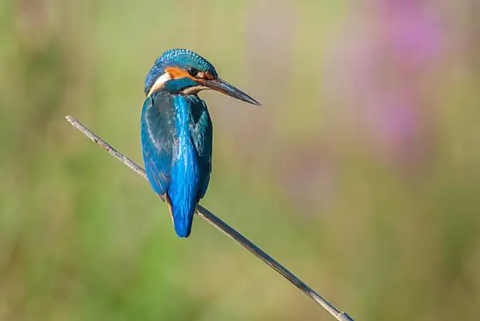 Kingfisher (Alcedo athis) sitting on a reed above a pond in spring. Alsace, France, Europe