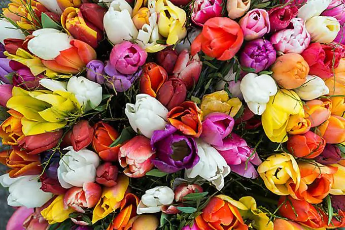 Bouquet with colourful tulips
