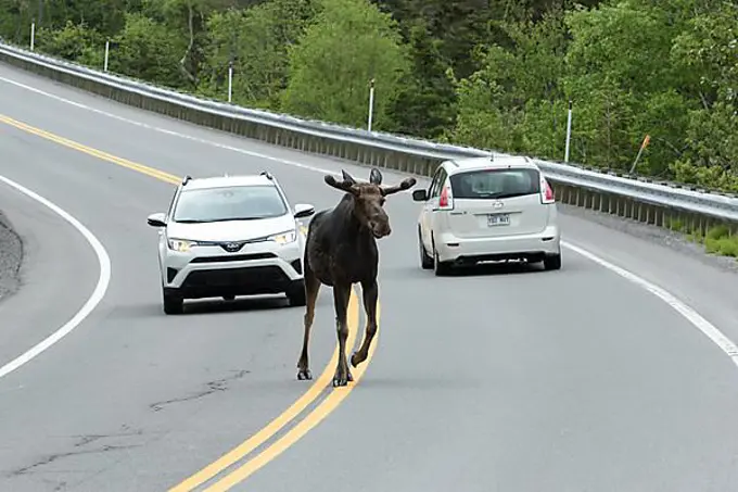 Bull moose crossing a road in front of cars. Alces americanus