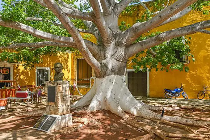 Tree, City Centre, Izamal, Yucatan, Mexico, Central America