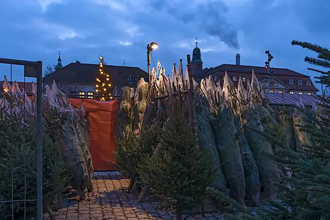 Pre-Christmas Christmas tree sale at the market, Erlangen, Middle Franconia, Bavaria, Germany, Europe