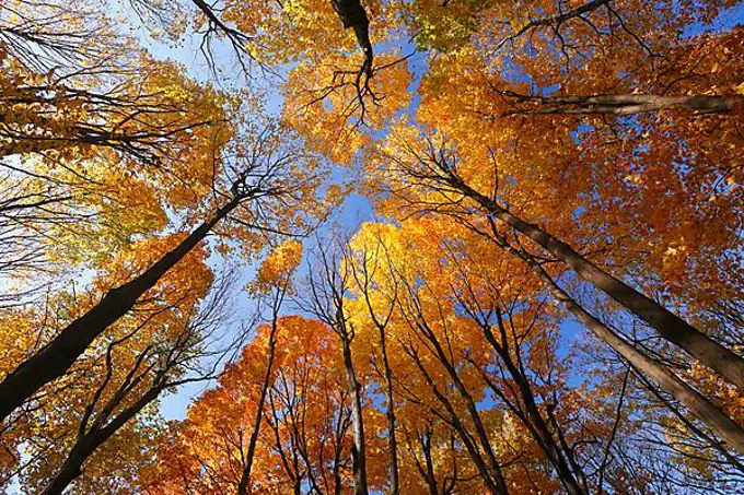 Forest in autumn, Province of Quebec, Canada, North America