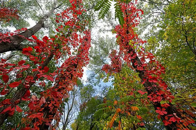 Frog perspective, trees with in autumn, Quebec province, Canada, North America