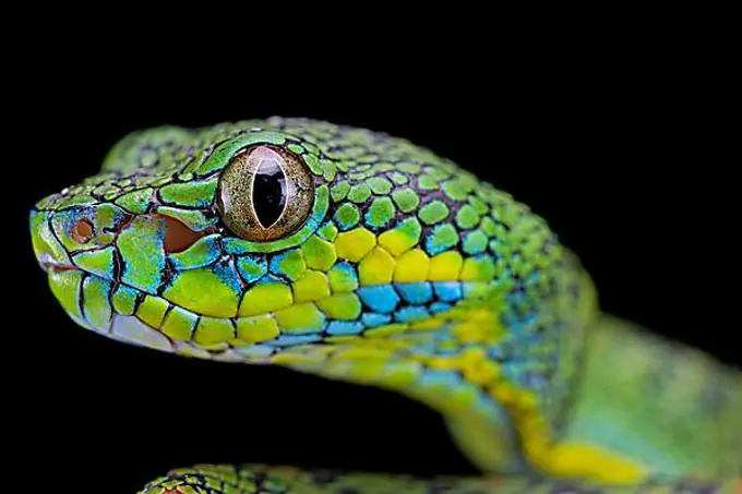 Palawan pit viper (Parias schultzei), juvenil, portrait, endemic to Palawan, Philippines, Asia