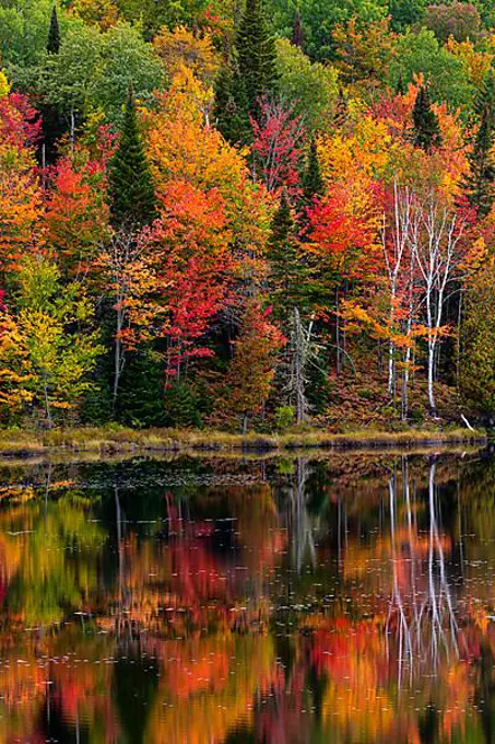 Autumn forest reflected in lake near La Minerve Laurentians Quebec Canada