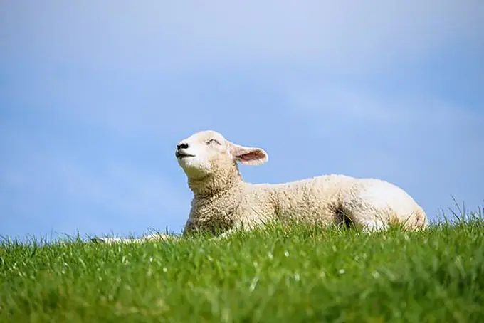 Lamb enjoys the warmth