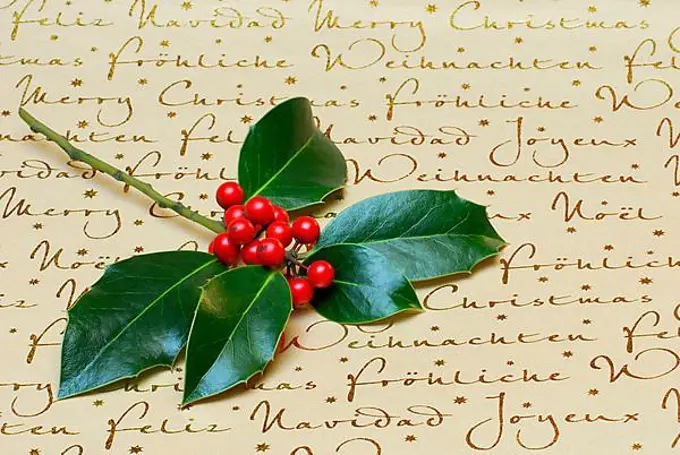 Holly (Ilex aquifolium) , Leaves and berries, on writing, Prick sleeve