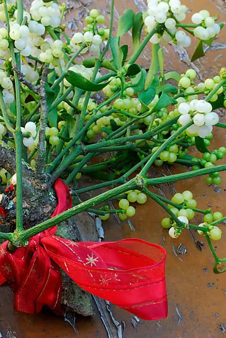 Mistletoe (Viscum album) and red ribbon, mistletoe, mistletoe berries