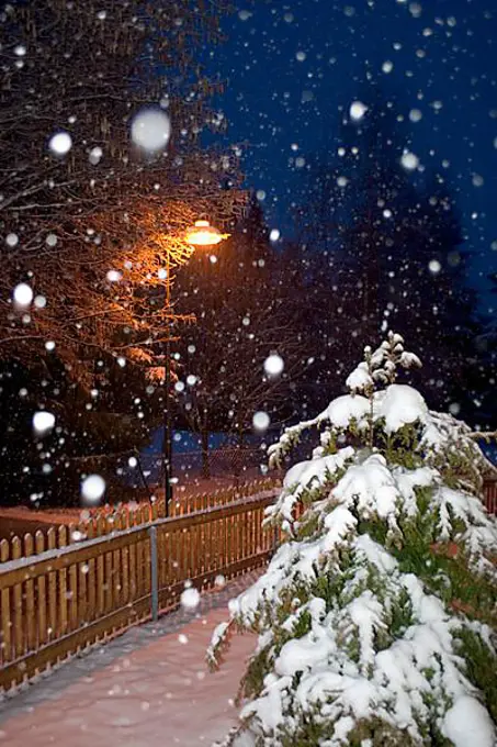 Snowfall in a garden by night, Christmas, Bavaria, Germany, Europe