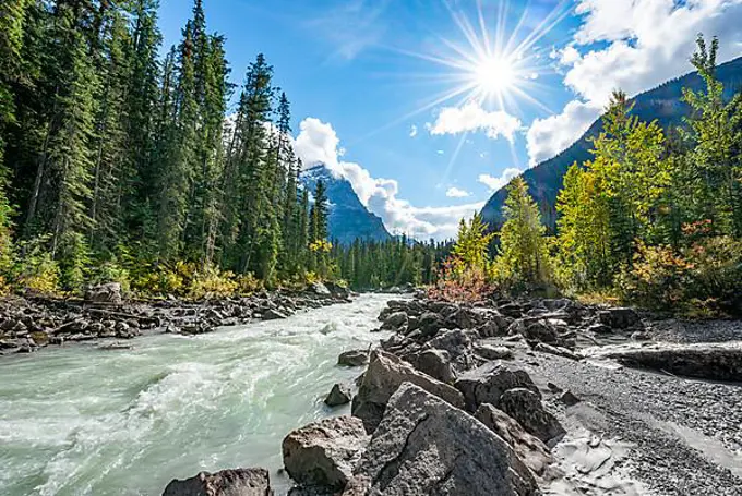 Wild river in Yoho Valley, Beautiful weather, sky with sun star, yellow colored trees in autumn, Rocky Mountains, Yoho National Park, Alberta Province, Canada, North America