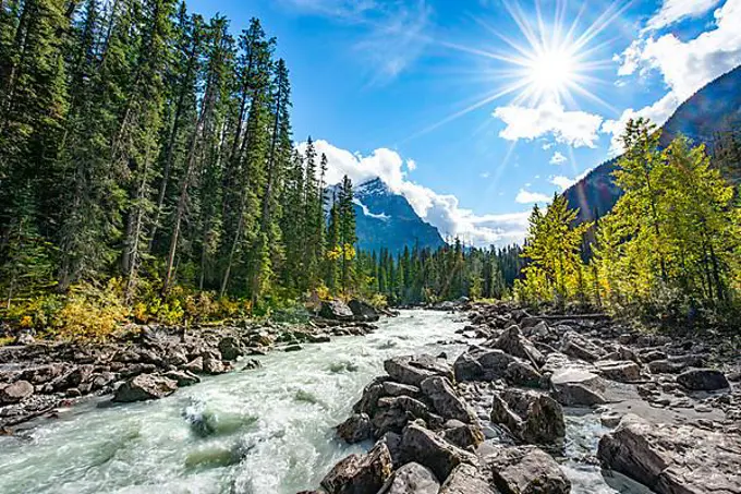 Wild river in Yoho Valley, Beautiful weather, sky with sun star, yellow colored trees in autumn, Rocky Mountains, Yoho National Park, Alberta Province, Canada, North America