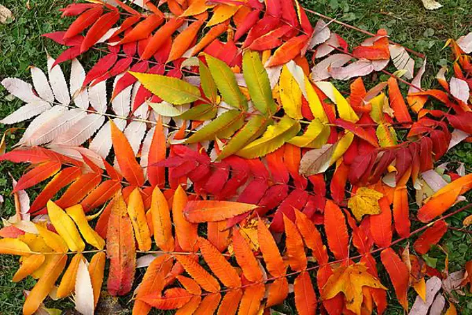 Leaf of staghorn sumac (Rhus typhina) in autumn, Province of Quebec, Canada, North America