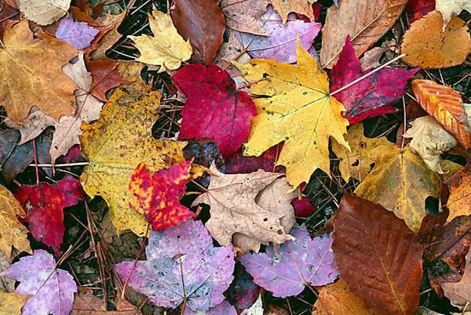 Sugar Maple and Apsen Leafs, Indian Summer, Fall Colurs, Algonquin Provincial Park, Ontario, Kanada