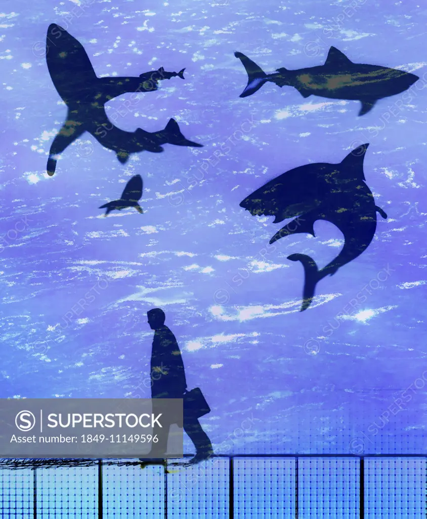 Businessman walking passed circling sharks