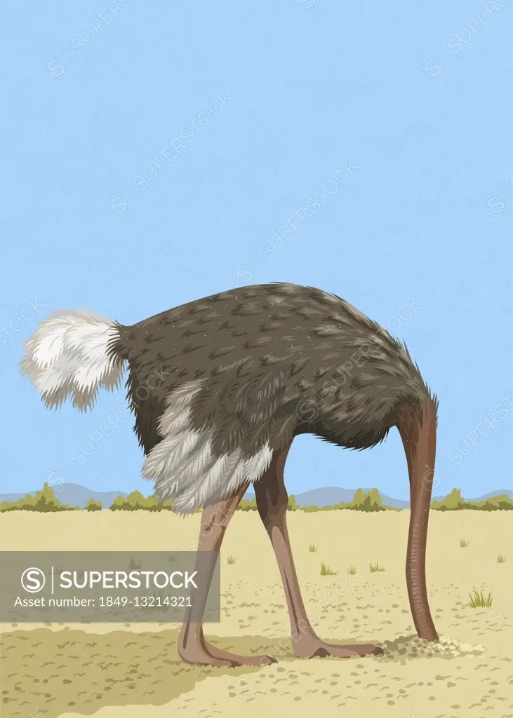 Ostrich with head in the sand