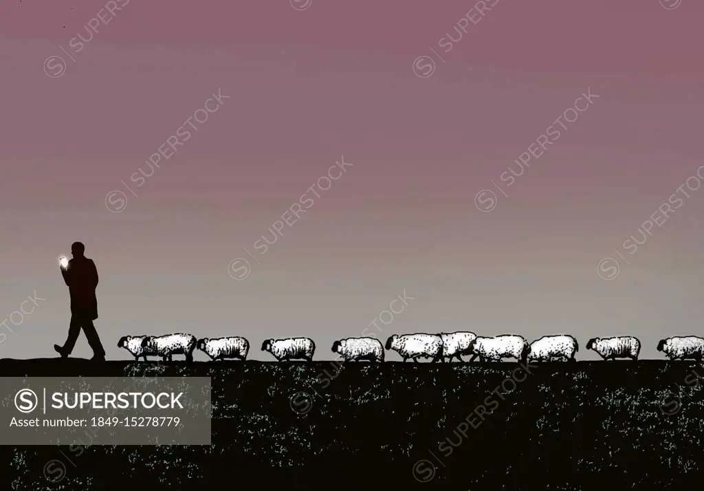 Sheep following man using smart phone