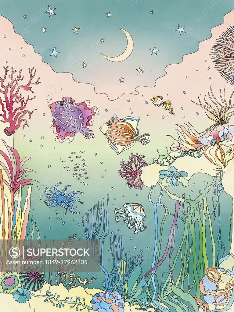 Pretty sea creatures underwater