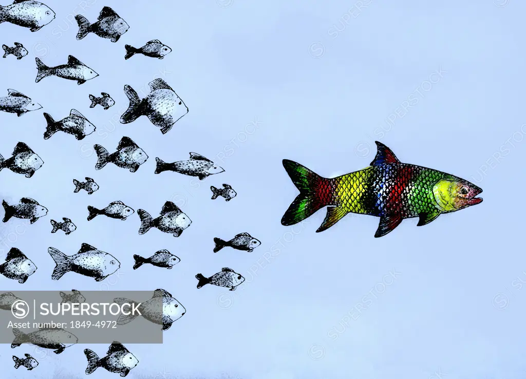 Small fish following large multicolored fish