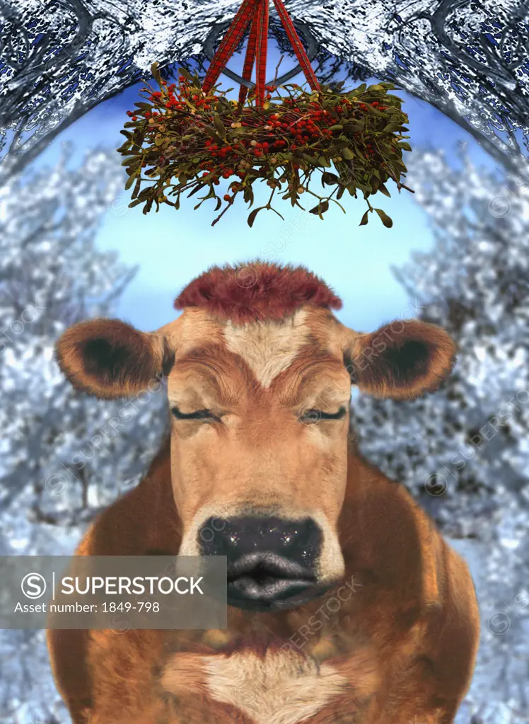 Cow with eyes closed standing under mistletoe