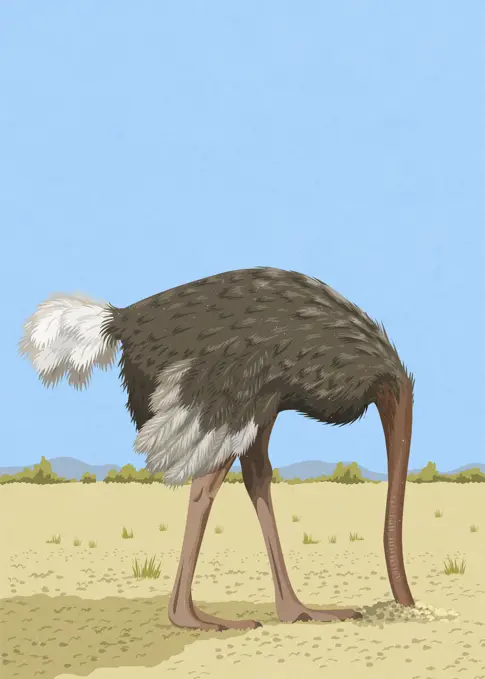 Ostrich with head in the sand