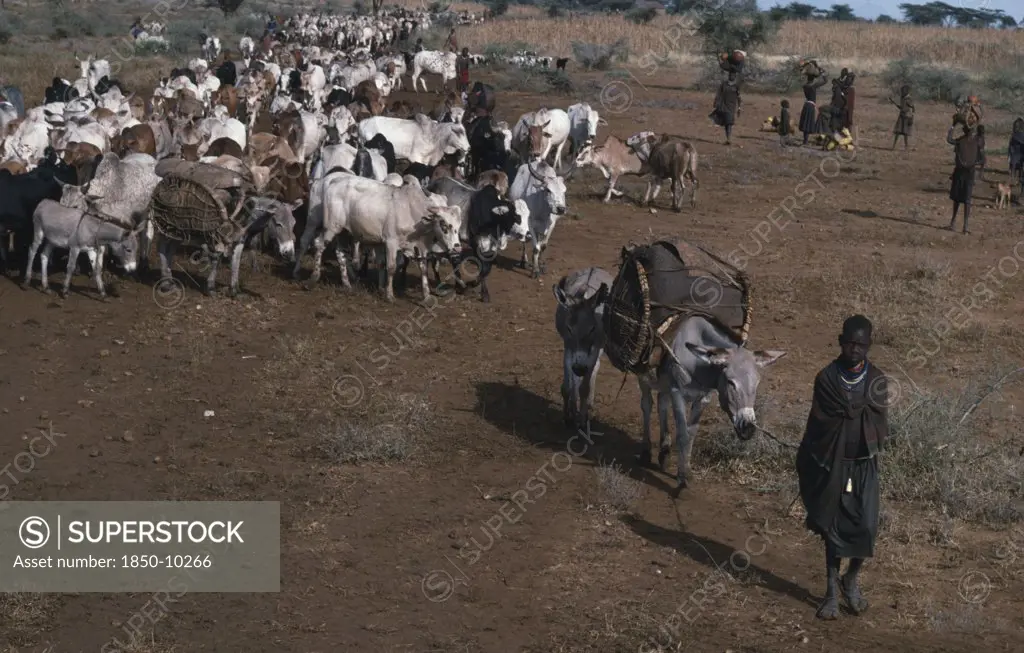 Uganda, Karamoja, Agriculture, Karamojong Migrating Cattle Herds.