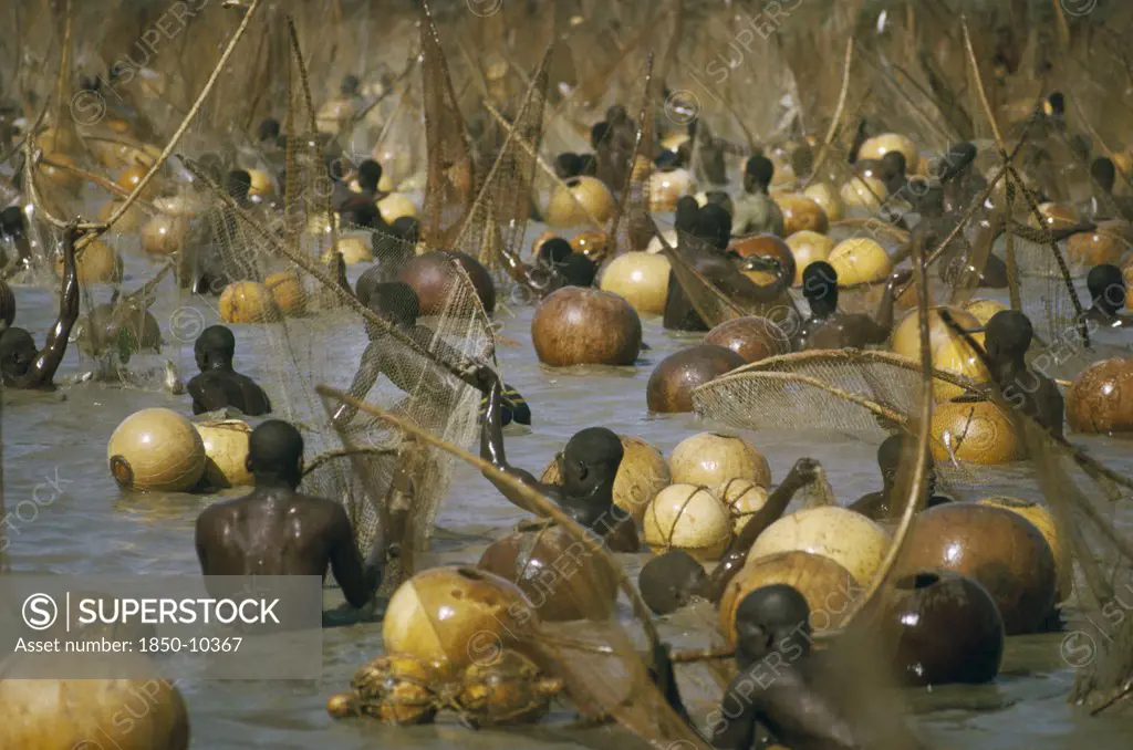 Nigeria, Argungu, Fishing Festival.  Climax Of Festival When Thousands Of Giwan Ruwa Fish Confined In Stretch Of The Sokoto River Are Caught With Hand Held Nets And Calabashes.