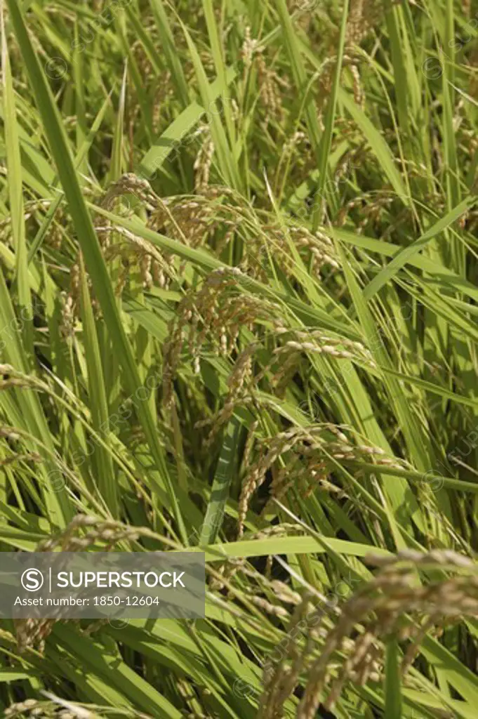 Japan, Chiba, Tako, Close Up Of Koshi Hikari Rice In Field Ready To Be Harvested