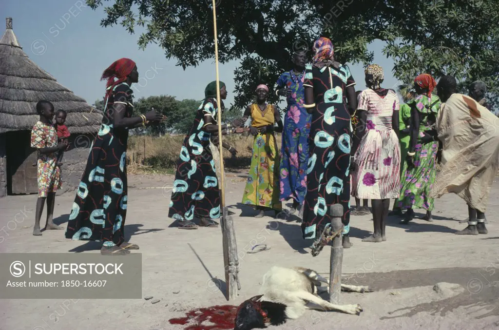 Sudan, Tribal People, 'Dinka Marriage Ceremony, Sacrificed Goat And Women Dancing, With Those From The Same Family Wearing Identical Dresses.'