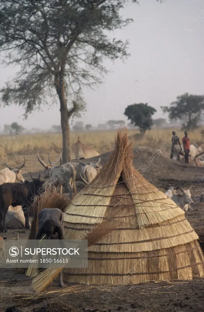 Sudan, Traditional Housing, Thatching Hut In Dinka Cattle Camp.