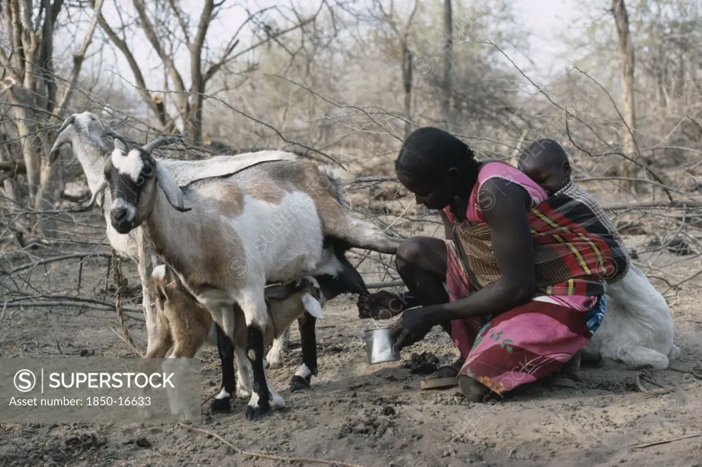 Sudan, South Darfur, Farming, Baggara Arab Nomad Woman From The Beni Halba Tribe Milking Goat With Young Child Tied To Her Back.