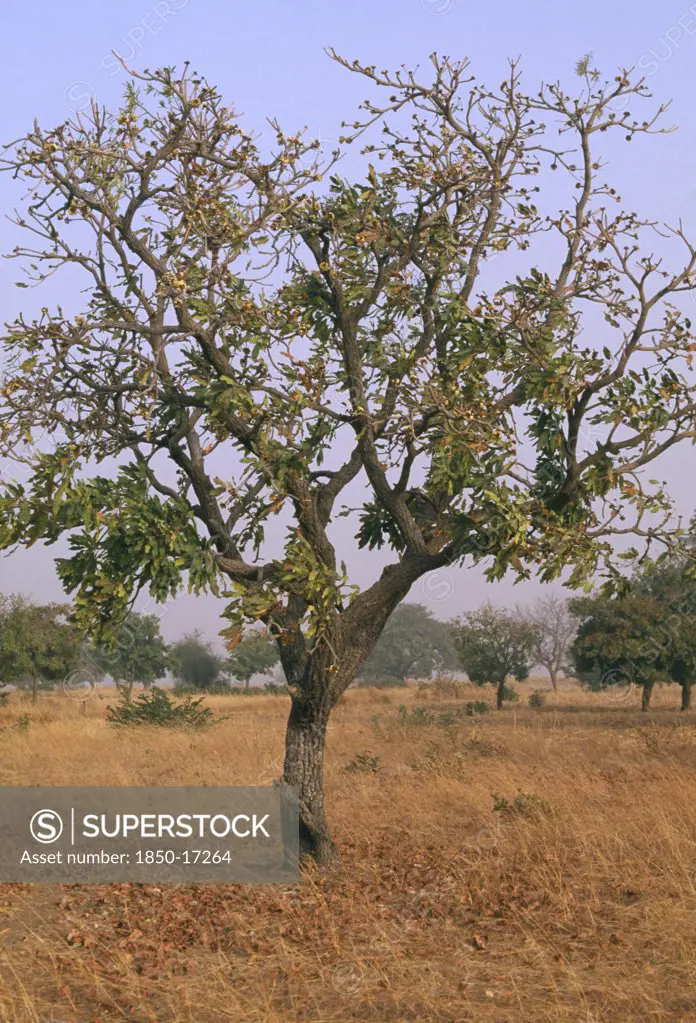 Burkina Faso, Sapone, Shea Nut Tree In Savannah Grassland.