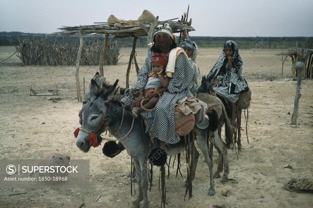 Colombia, Guajira Peninsula, Guajiro / Wayuu Tribe, 'Mother And Daughters On Donkeys, Normal Means Of Transport In Guajira. Mother Protects Face From Strong Sun And Salty Winds With Mixture Of Burnt Fungi And Goat Fat. Note Fired Clay Water Vessel On Ground And Cactus-Wood Goat Enclosure In Background'