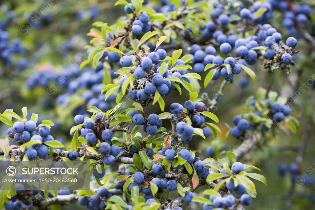 Blackthorn, Prunus spinosa, Abundant purple sloe berries growing on a shrub in the autumn in the New Forest.