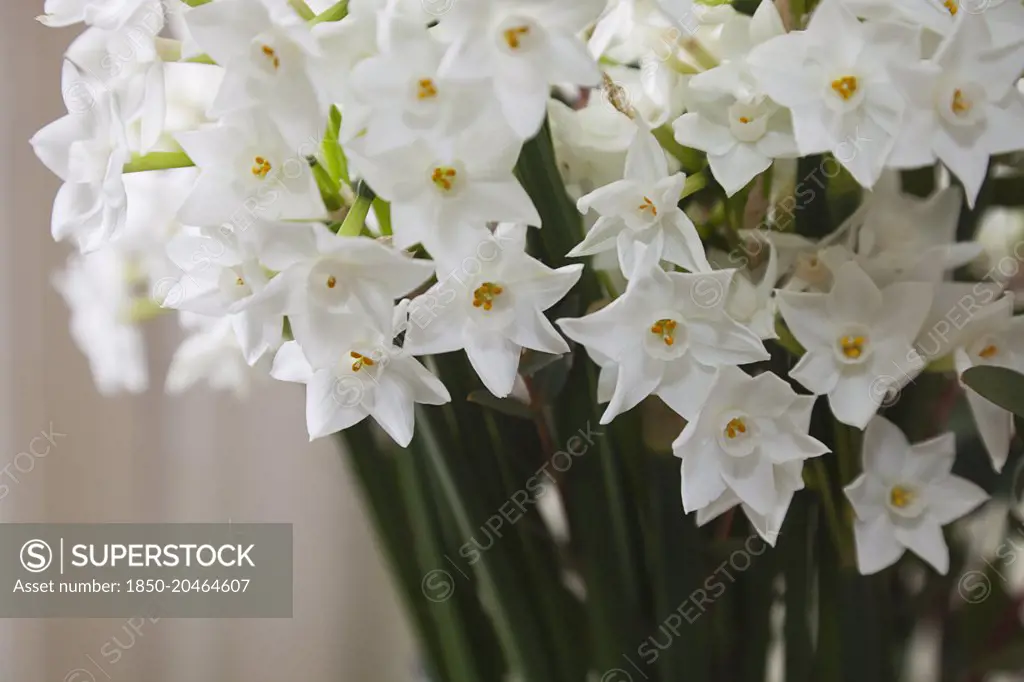 Paperwhite Narcissus, Narcissus papyraceus. Multiple stems displayed together indoors.     