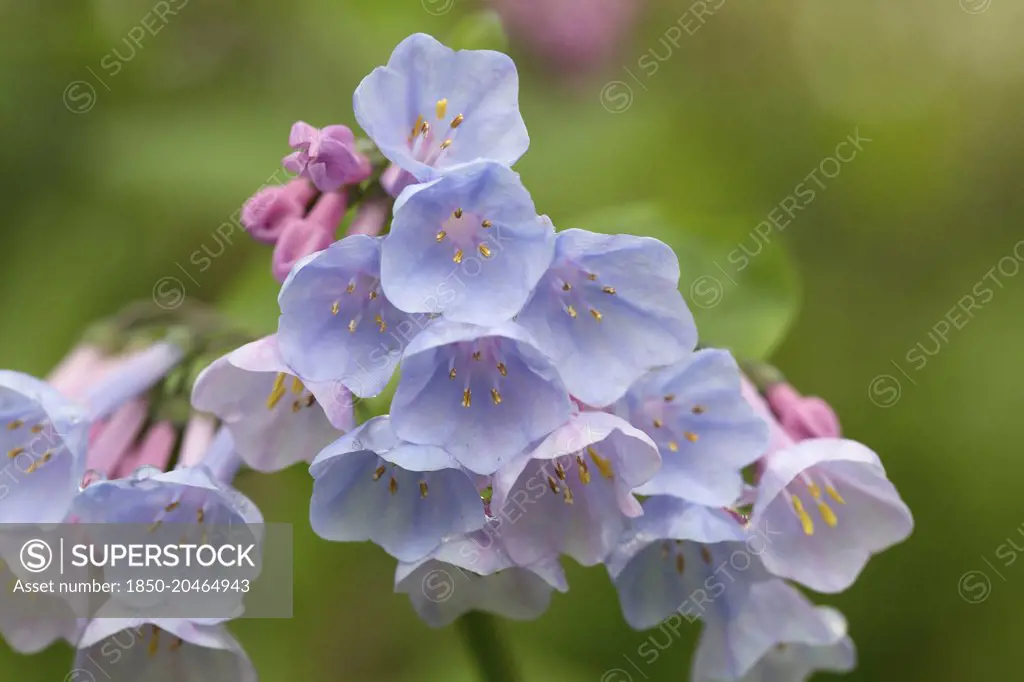 Virginia Bluebell