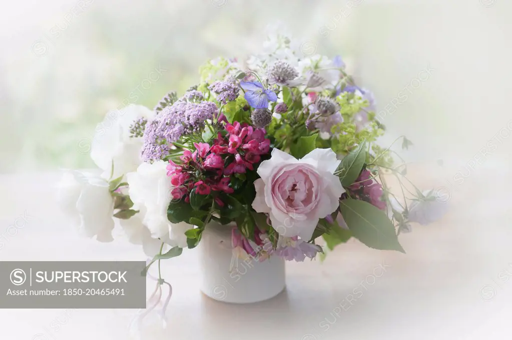 Rose, Escallonia. Yarrow and Astrantia, bunch of cottage garden flowers in a white jug with a dreamy white vignette.