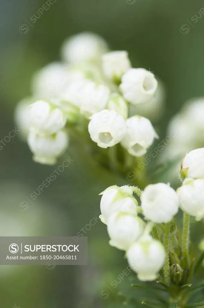 Aleutian Mountainheath, Phyllodoce aleutica, delicate white flowers.    